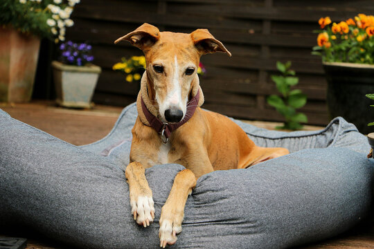 beautiful galgo is lying in the bed on the terrace in the sunshine
