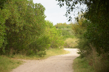 Fototapeta na wymiar Path through the forest bushes