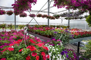 flowers in the garden