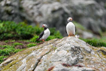 Wild Sea Birds Atlantic Puffins at the coast of Skomer Island, Pembrokeshire, Wales, UK