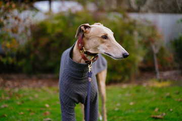 Pet fawn greyhound wearing a sweater