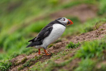 Wild Sea Birds Atlantic Puffins at the coast of Skomer Island, Pembrokeshire, Wales, UK