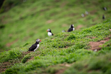 Wild Sea Birds Atlantic Puffins at the coast of Skomer Island, Pembrokeshire, Wales, UK