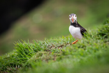 Wild Sea Birds Atlantic Puffins at the coast of Skomer Island, Pembrokeshire, Wales, UK