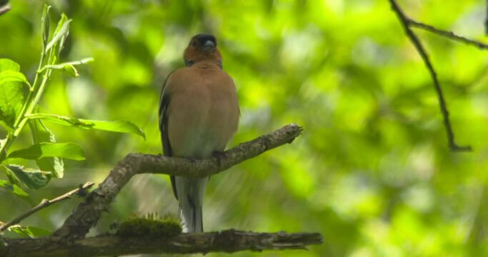 Chaffinch bird puffs out breast feathers to preen groom singing loud from green tree branch slow motion