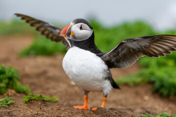Wild Sea Birds Atlantic Puffins at the coast of Skomer Island, Pembrokeshire, Wales, UK
