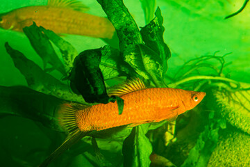 Obraz na płótnie Canvas goldfish in aquarium