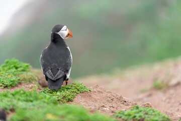Wild Sea Birds Atlantic Puffins at the coast of Skomer Island, Pembrokeshire, Wales, UK