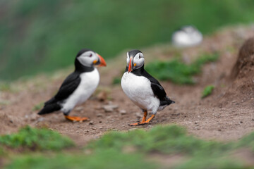 Wild Sea Birds Atlantic Puffins at the coast of Skomer Island, Pembrokeshire, Wales, UK