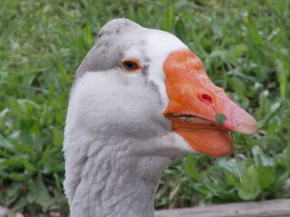 white goose portrait