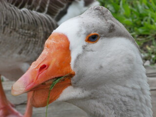 portrait of a goose