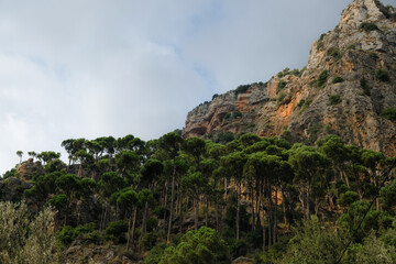 Fototapeta na wymiar Landscape of pine trees on the mountains of Qadisha Valley, Lebanon under a cloudy sky