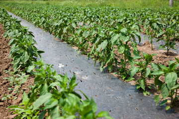 Pepper crop
