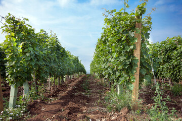 Vineyard