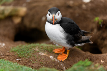 Wild Sea Birds Atlantic Puffins at the coast of Skomer Island, Pembrokeshire, Wales, UK