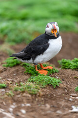 Wild Sea Birds Atlantic Puffins at the coast of Skomer Island, Pembrokeshire, Wales, UK
