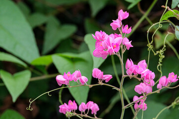 Beauty heart flower in Mexico call Chain of Love or Coral vine. flora creeper plant pink color with green leaf in botany garden.