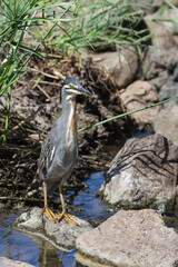 Striated or green-backed heron (Butorides striata) standing on a rock in a river in Kruger National Park, South Africa