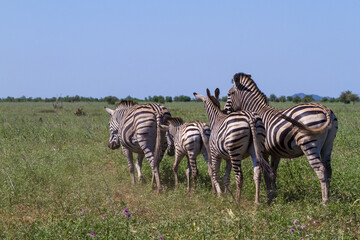 Fototapeta na wymiar Zebra family herd walking away together into the bushveld grasslands in Kruger National Park, South Africa