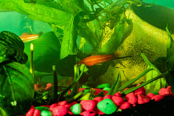 goldfish in aquarium