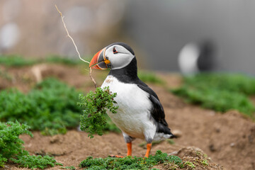 Wild Sea Birds Atlantic Puffins at the coast of Skomer Island, Pembrokeshire, Wales, UK