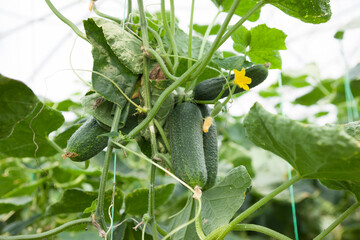cucumber