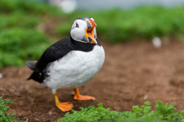 Wild Sea Birds Atlantic Puffins at the coast of Skomer Island, Pembrokeshire, Wales, UK