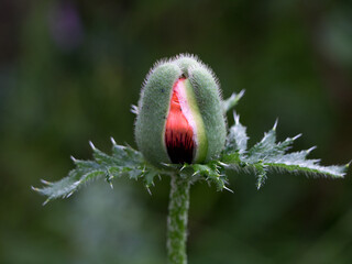 Red poppy bud close-up on dark background.