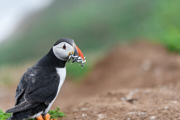 Wild Sea Birds Atlantic Puffins at the coast of Skomer Island, Pembrokeshire, Wales, UK