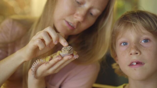 A woman and her little son visit a cafe with exotic animals. Cafe where you can contact with animals. They touch a lizard