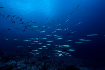 Fototapeta premium Bigeye Barracuda (Sphyraena forsteri) in Maldives
