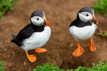 Wild Sea Birds Atlantic Puffins at the coast of Skomer Island, Pembrokeshire, Wales, UK