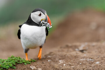 Wild Sea Birds Atlantic Puffins at the coast of Skomer Island, Pembrokeshire, Wales, UK