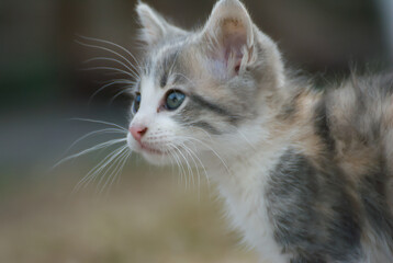 Cute grey kitten in the garden