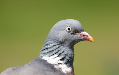 Wood Pigeon	

