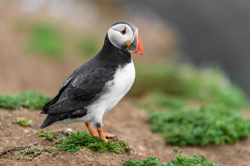 Wild Sea Birds Atlantic Puffins at the coast of Skomer Island, Pembrokeshire, Wales, UK