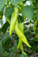 green hot peppers
