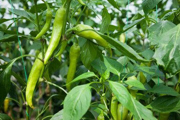 green hot peppers