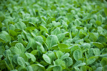 close up of a plant