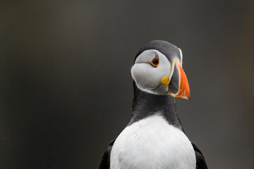 Wild Sea Birds Atlantic Puffins at the coast of Skomer Island, Pembrokeshire, Wales, UK