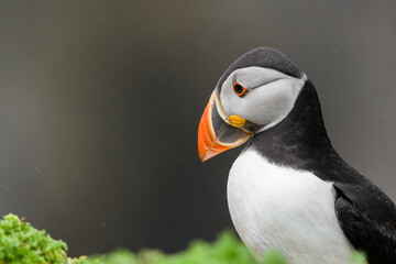 Wild Sea Birds Atlantic Puffins at the coast of Skomer Island, Pembrokeshire, Wales, UK
