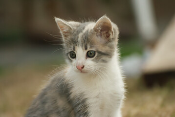 Naklejka na ściany i meble Cute grey kitten in the garden