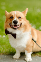 Small dog with a bow tie on the neck. Dog at the wedding 