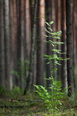 Young mountain ash in the pine forest