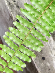 top view and close up of fern leaf pattern in a white background