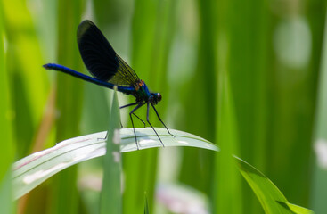 dragonfly on a green leaf in summer near the river