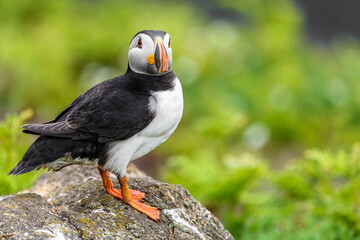 Wild Sea Birds Atlantic Puffins at the coast of Skomer Island, Pembrokeshire, Wales, UK