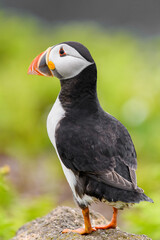 Wild Sea Birds Atlantic Puffins at the coast of Skomer Island, Pembrokeshire, Wales, UK