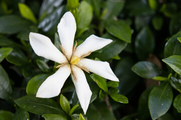 一重のクチナシの花のアップ