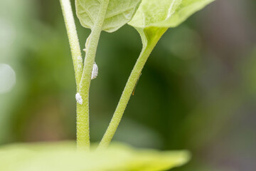 Mealybug infestation growth of plant. Macro of mealybug. Mealybugs on the okra plant.